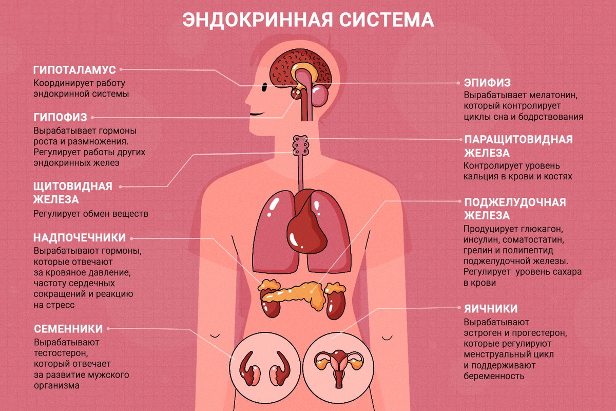 Как нарушения эндокринной системы влияют на работу ЖКТ?